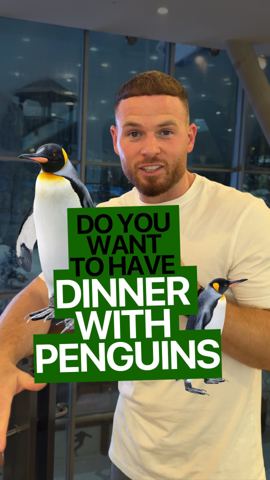 You can actually have dinner with penguins in…